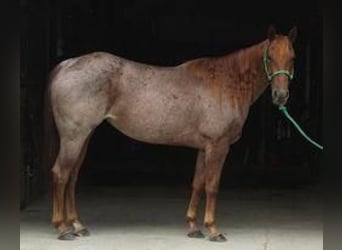 American Quarter Horse, Stute, 6 Jahre, 150 cm, Roan-Red