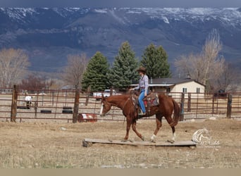 American Quarter Horse, Stute, 6 Jahre, 150 cm, Rotfuchs