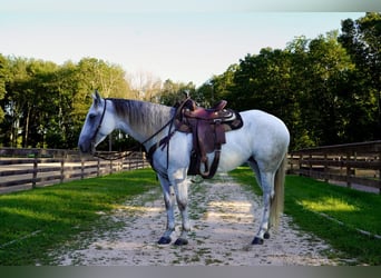American Quarter Horse, Stute, 6 Jahre, 150 cm, Schimmel