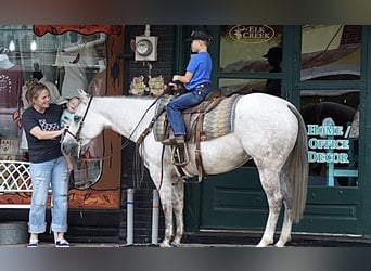 American Quarter Horse, Stute, 6 Jahre, 150 cm, Schimmel