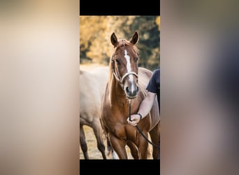 American Quarter Horse, Stute, 6 Jahre, 151 cm, Fuchs