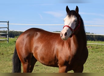 American Quarter Horse, Stute, 6 Jahre, 152 cm, Brauner