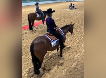 American Quarter Horse, Stute, 6 Jahre, 152 cm, Brauner