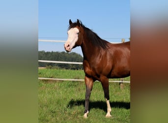 American Quarter Horse, Stute, 6 Jahre, 152 cm, Brauner