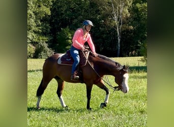 American Quarter Horse, Stute, 6 Jahre, 152 cm, Brauner