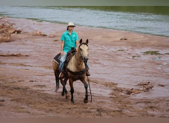 American Quarter Horse, Stute, 6 Jahre, 152 cm, Buckskin