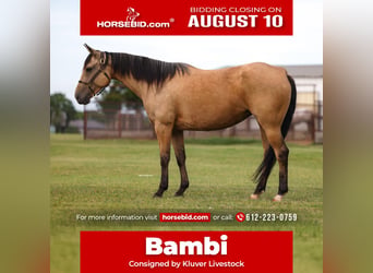 American Quarter Horse, Stute, 6 Jahre, 152 cm, Buckskin