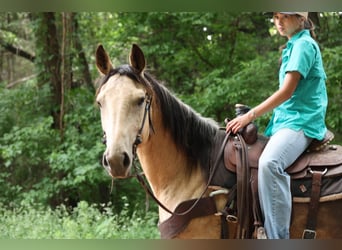 American Quarter Horse, Stute, 6 Jahre, 152 cm, Buckskin