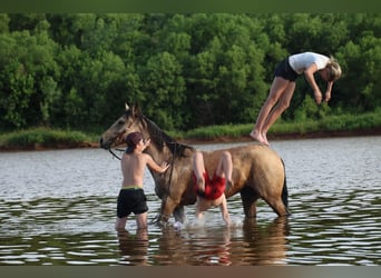 American Quarter Horse, Stute, 6 Jahre, 152 cm, Buckskin