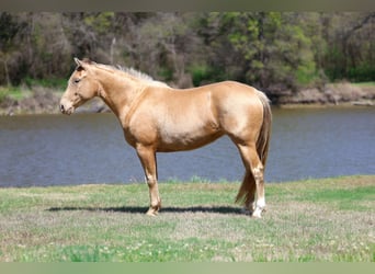 American Quarter Horse, Stute, 6 Jahre, 152 cm, Champagne