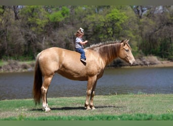 American Quarter Horse, Stute, 6 Jahre, 152 cm, Champagne