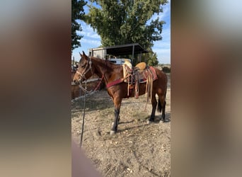 American Quarter Horse, Stute, 6 Jahre, 152 cm, Dunkelfuchs