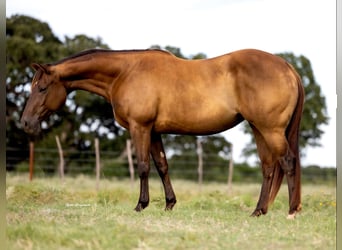 American Quarter Horse, Stute, 6 Jahre, 152 cm, Dunkelfuchs