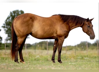 American Quarter Horse, Stute, 6 Jahre, 152 cm, Dunkelfuchs