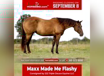American Quarter Horse, Stute, 6 Jahre, 152 cm, Dunkelfuchs