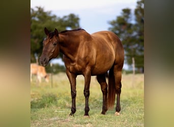American Quarter Horse, Stute, 6 Jahre, 152 cm, Dunkelfuchs