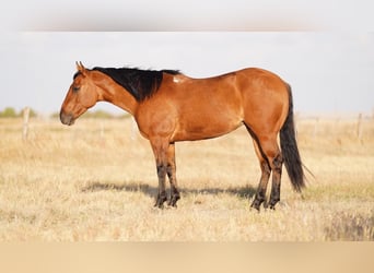 American Quarter Horse, Stute, 6 Jahre, 152 cm, Falbe