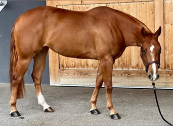 American Quarter Horse, Stute, 6 Jahre, 152 cm, Fuchs