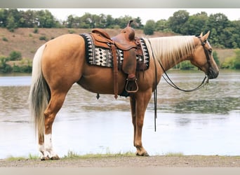 American Quarter Horse Mix, Stute, 6 Jahre, 152 cm, Palomino