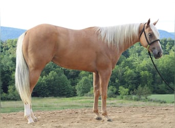 American Quarter Horse Mix, Stute, 6 Jahre, 152 cm, Palomino