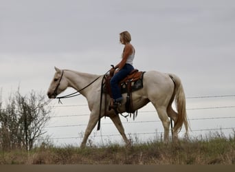 American Quarter Horse, Stute, 6 Jahre, 152 cm, Palomino