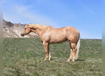 American Quarter Horse, Stute, 6 Jahre, 152 cm, Palomino
