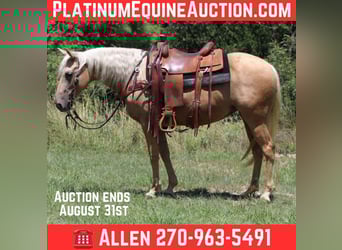 American Quarter Horse, Stute, 6 Jahre, 152 cm, Palomino