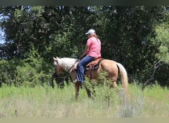 American Quarter Horse, Stute, 6 Jahre, 152 cm, Palomino