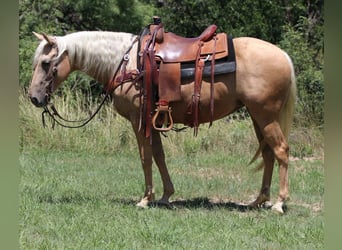 American Quarter Horse, Stute, 6 Jahre, 152 cm, Palomino