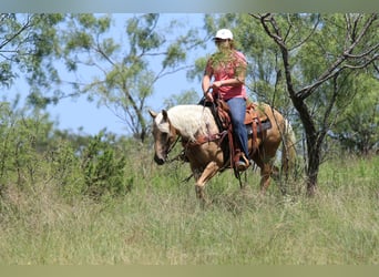 American Quarter Horse, Stute, 6 Jahre, 152 cm, Palomino