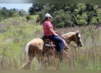 American Quarter Horse, Stute, 6 Jahre, 152 cm, Palomino