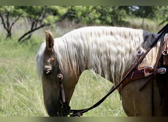 American Quarter Horse, Stute, 6 Jahre, 152 cm, Palomino