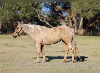 American Quarter Horse, Stute, 6 Jahre, 152 cm, Palomino