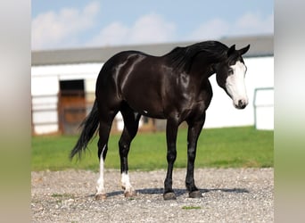 American Quarter Horse, Stute, 6 Jahre, 152 cm, Rappe