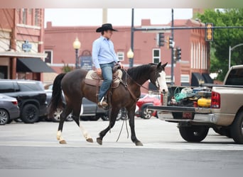 American Quarter Horse, Stute, 6 Jahre, 152 cm, Rappe