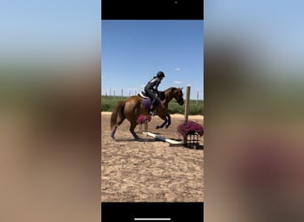 American Quarter Horse, Stute, 6 Jahre, 152 cm, Red Dun