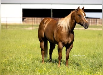 American Quarter Horse, Stute, 6 Jahre, 152 cm, Red Dun