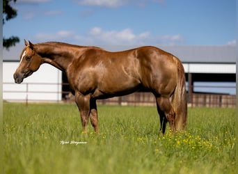 American Quarter Horse, Stute, 6 Jahre, 152 cm, Red Dun