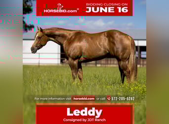 American Quarter Horse, Stute, 6 Jahre, 152 cm, Red Dun
