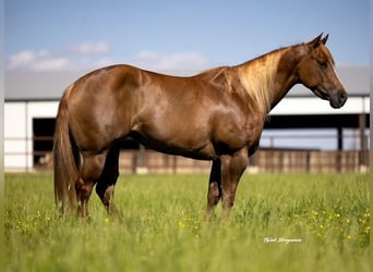 American Quarter Horse, Stute, 6 Jahre, 152 cm, Red Dun