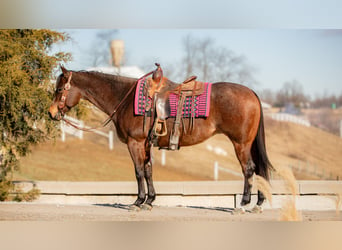 American Quarter Horse, Stute, 6 Jahre, 152 cm, Roan-Bay