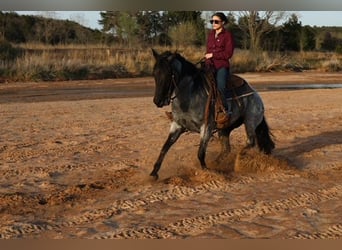 American Quarter Horse, Stute, 6 Jahre, 152 cm, Roan-Blue