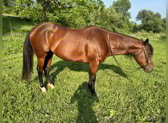 American Quarter Horse, Stute, 6 Jahre, 152 cm, Rotbrauner