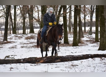 American Quarter Horse, Stute, 6 Jahre, 152 cm, Rotbrauner