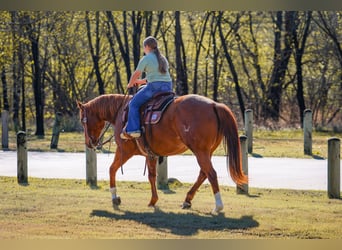 American Quarter Horse, Stute, 6 Jahre, 152 cm, Rotfuchs