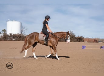 American Quarter Horse, Stute, 6 Jahre, 152 cm, Rotfuchs