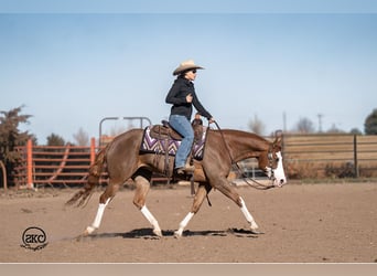 American Quarter Horse, Stute, 6 Jahre, 152 cm, Rotfuchs