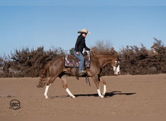 American Quarter Horse, Stute, 6 Jahre, 152 cm, Rotfuchs