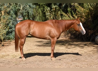 American Quarter Horse, Stute, 6 Jahre, 152 cm, Rotfuchs