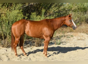 American Quarter Horse, Stute, 6 Jahre, 152 cm, Rotfuchs